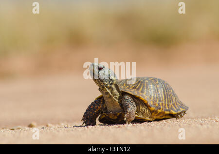 Erwachsene männliche Wüste BoxTurtle, (Terrapene Ornata Luteola), Valencia co., New Mexico, USA. Stockfoto