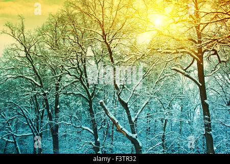 Winterwald kauerte mit Schnee am Morgen Stockfoto