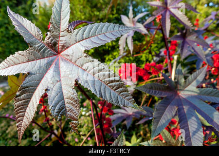 Ricinus communis "Carmencita" , Gartenblätter aus Rizinusöl Stockfoto