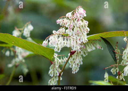 Japanischer Knotweed Fallopia japonica, Reynoutria japonica, blühende Pflanze Stockfoto