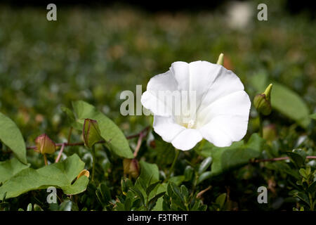 Convolvulus Arvensis. Ackerwinde Blume in der Hecke. Stockfoto