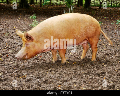 Tamworth sät Nahrungssuche in einem schlammigen Stift mit Zaun und Schuppen, Landwirtschaft im 16. Jahrhundert darstellt. Stockfoto