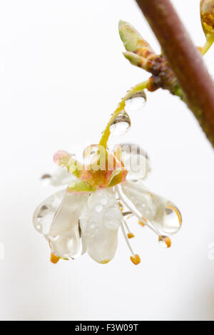 Regentropfen auf einer Blume der Kirschpflaume (Prunus Cerasifera). Powys, Wales. April. Stockfoto