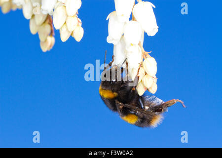 Königin-Buff-tailed Hummel (Bombus Terrestris) Fütterung auf Blumen Pieris Japonica in einem Garten. Powy, Wales. April. Stockfoto