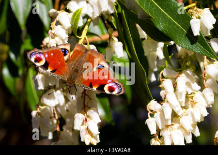 Tagpfauenauge (Nymphalis io) nach der Fütterung auf Blüten der japanischen Pieris (Pieris japonica) in einem Garten. Powys, Wales. April. Stockfoto