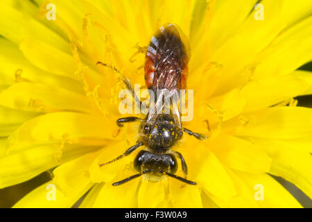 Rot-geringelt Bergbau-Biene (Andrena Labiata) Männchen in eine Blume Löwenzahn füttern. Powys, Wales. April. Stockfoto