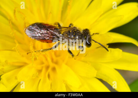 Rot-geringelt Bergbau-Biene (Andrena Labiata) Männchen in eine Blume Löwenzahn füttern. Powys, Wales. April. Stockfoto