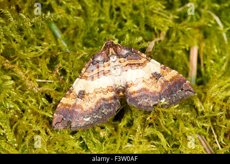 Schulter-Streifen (Earophila Badiata) Erwachsenen Falter ruht auf Moos. Powys, Wales. April. Stockfoto