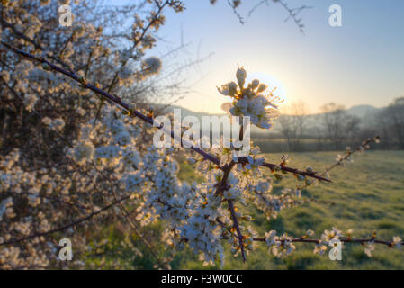 Schlehe (Prunus Spinosa) Blüte in eine Hecke auf einem Bio-Bauernhof. Powys, Wales. April. Stockfoto