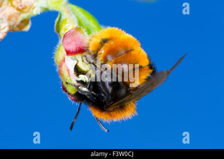 Tawny Mining Bee (Andrena Fulva) weiblich Fütterung auf eine Stachelbeere (Ribes Uva-Crispa) Blume in einem Garten. Powys, Wales. April. Stockfoto