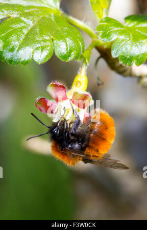 Tawny Mining Bee (Andrena Fulva) weiblich Fütterung auf eine Stachelbeere (Ribes Uva-Crispa) Blume in einem Garten. Powys, Wales. April. Stockfoto