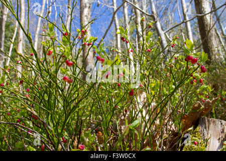Heidelbeere (Vaccinium Myrtillus) blüht in Eichenwälder. Powys, Wales. April. Stockfoto