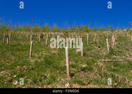 Junge Bäume in einem neu angepflanzten Wald auf einem Bergbauernhof in Powys, Wales. April. Stockfoto