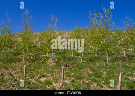 Junge Bäume in einem neu angepflanzten Wald auf einem Bergbauernhof in Powys, Wales. April. Stockfoto