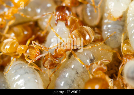 Gelbe Wiese Ameisen (Lasius Flavus) Arbeitnehmer tendenziell Larven in einem Nest. Powys, Wales. April. Stockfoto