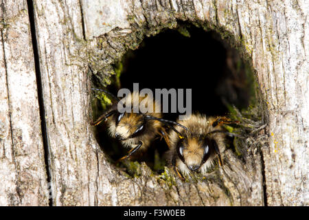 Rote Mauerbienen (Osmia Bicornis), zwei Männchen Schlafplatz in einem Loch bei kühlem Wetter. Powys, Wales. Mai. Stockfoto