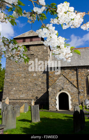 Japanische blühende Kirsche (Prunus SP.) doppelt-geblüht Form blüht in einem Kirchhof. Llanidloes, Powys, Wales. Mai. Stockfoto