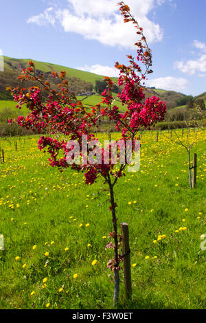 Krabbe Kulturapfel (Malus SP.) Sorte 'Harry Baker", Baum, Blüte in einem Bio-Obstgarten. Powys, Wales. Mai. Stockfoto