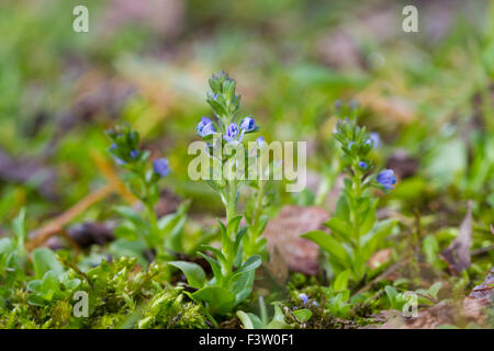 Wand-Ehrenpreis (Veronica Arvensis) Blüte. Powys, Wales. Mai. Stockfoto