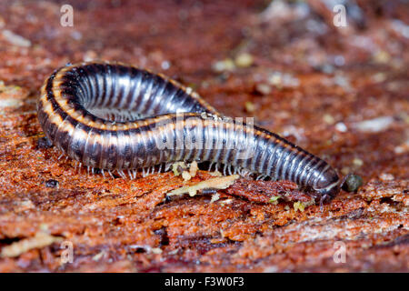 Gestreifte Tausendfüßer (Ommatoiulus Sabulosus) Erwachsenen auf faulenden Baumrinde. Powys, Wales. Mai. Stockfoto