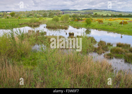 Blick über einen Pool an Dolydd Hafren Naturschutzgebiet. Montgomeryshire Wildflife Vertrauen Powys, Wales. Mai. Stockfoto