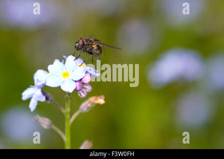 (Familie Muscidae) Erwachsenen auf Blumen Holz Vergissmeinnicht (Myosotis Sylvatica) fliegen. Powys, Wales. Mai. Stockfoto