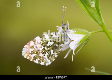 Orange-Tip Schmetterling (Anthocharis Cardamines) Männchen Schlafplatz auf eine größere Stitchwort (Stellaria Holostea) Blume. Wales.