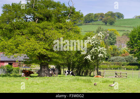 Rinder unter einem Eichenbaum auf der Weide. Powys, Wales. Mai. Stockfoto