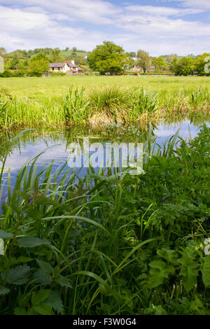 Rinder unter einem Eichenbaum auf der Weide neben dem Montgomery-Kanal. Powys, Wales. Mai. Stockfoto