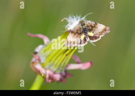 Kleine gelbe Underwing (Panemeria Tenebrata) Erwachsene Tag fliegen Motte. Powys, Wales. Mai. Stockfoto