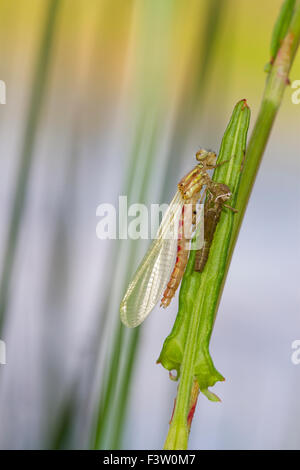 Große rote Damselfly (Pyrrhosoma Nymphula) Metamorphose, Erwachsene nach Austritt aus der Nymphe. Powys, Wales. Mai. Stockfoto