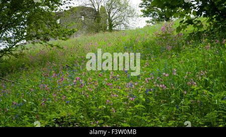 Red Campion (Silene Dioica) Masse Blüte auf einer Bank unter Llansteffan Burg, Carmarthenshire, Wales. Mai. Stockfoto