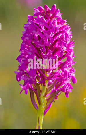 Pyramiden-Orchidee (Anacamptis Pyramidalis) Blüte auf dem Causse de Gramat, viel Region, Frankreich. Mai. Stockfoto