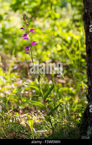 Red Helleborine (Cephalanthera Rubra) Blüte in offenen Wäldern. Auf dem Causse de Gramat, viel Region, Frankreich. Mai. Stockfoto