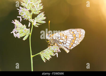 Heide Fritillary Butterfly (Mellicta Athalia) Erwachsener Schlafplatz bei Sonnenuntergang. Auf dem Causse de Gramat, viel Region, Frankreich. Mai. Stockfoto