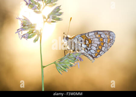 Heide Fritillary Butterfly (Mellicta Athalia) Erwachsener Schlafplatz bei Sonnenuntergang. Auf dem Causse de Gramat, viel Region, Frankreich. Mai. Stockfoto