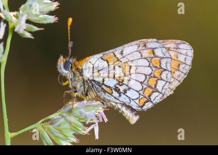 Heide Fritillary Butterfly (Mellicta Athalia) Erwachsener Schlafplatz bei Sonnenuntergang. Auf dem Causse de Gramat, viel Region, Frankreich. Mai. Stockfoto