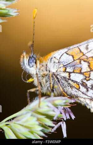 Nahaufnahme des Kopfes eines Heide Fritillary Butterfly (Mellicta Athalia) Erwachsenen Schlafplatz bei Sonnenuntergang. Frankreich. Stockfoto