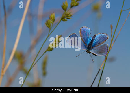 Adonis Blue Butterfly (Lysandra Bellargus) männlichen Erwachsenen in der frühen Morgensonne aalen. Frankreich. Stockfoto