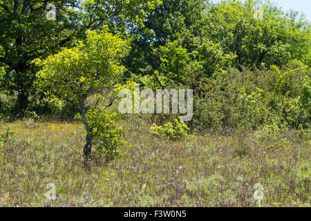 Lebensraum - offenen Wald / Wiese auf flachen Kalkböden. Montpellier-Ahorn (Acer Monspessulanum) verkümmert. Stockfoto