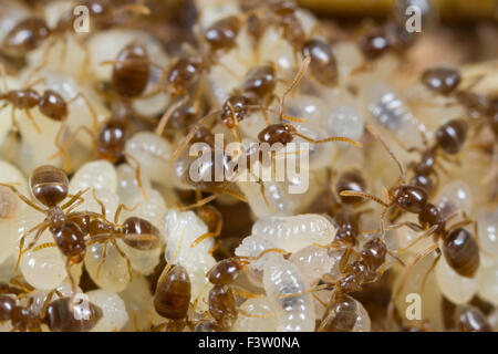 Ameisen Bothriomyrmex Meridionalis Arbeitnehmer tendenziell Larven in einem Nest. Causse de Gramat, viel Region, Frankreich. Mai. Stockfoto