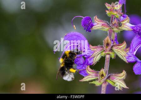 Garten Hummel (Bombus Hortorum) Erwachsenen Arbeiter auf einer Wiese Salbei (Salvia Pratensis) Blume Fütterung. Frankreich. Stockfoto