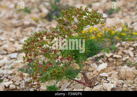 Zypressen-Wolfsmilch (Euphorbia Cyparissias) Pflanze im Obstbau in gebrochenen Kalkstein. Causse de Gramat, viel Region, Frankreich. Mai. Stockfoto