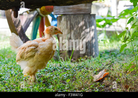 Kleines Huhn in einem Garten mit farbigen Rad im Hintergrund Stockfoto