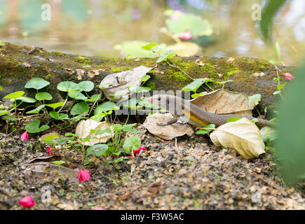 Eutropis Multifasciata Balinensis (Bali Skink) Außenpool, Wildtiere hautnah Stockfoto