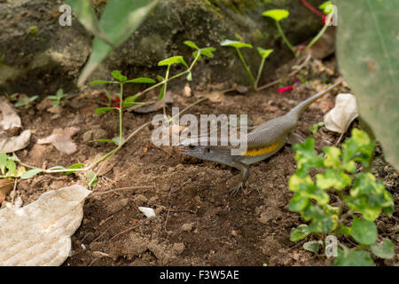 Eutropis Multifasciata Balinensis (Bali Skink) Außenpool, Wildtiere hautnah Stockfoto