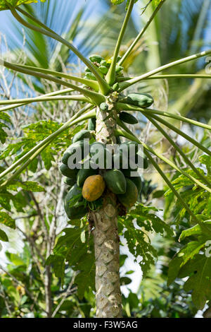 Unreife viele grüne Papaya-Baum bunch Früchte, Nusa Penida, Bali, Indonesien Stockfoto