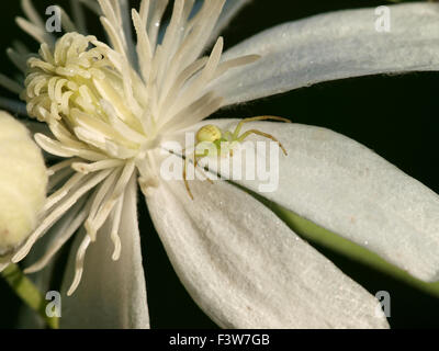 Clematis Hexapetala mit Krabbe Krabbe Stockfoto