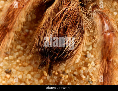 Vogel-Spinne Stockfoto