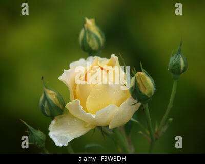 Englische Rose Molineux Stockfoto